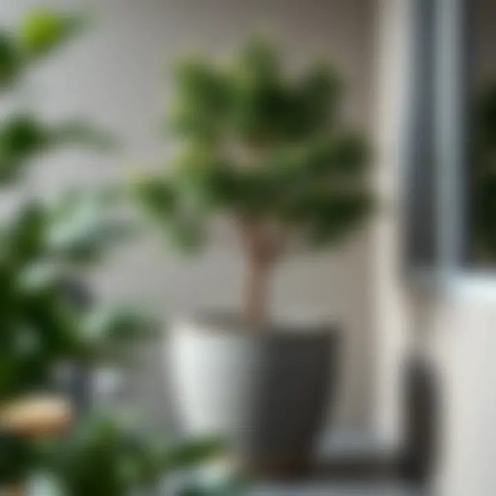 Magnificent Large Grey Pots for Trees: A Comprehensive Guide