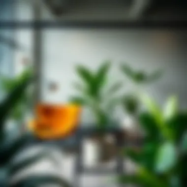Magnificent Optimal Choices: Selecting the Right Plants for Your Office Environment Magnificent Optimal Choices: Selecting the Right Plants for Your Office Environment