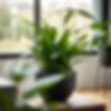 Exploring the 26-Inch Plant Pot: Design, Functionality, and Sustainability Introduction