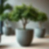 Large Grey Pots for Trees: A Comprehensive Guide Introduction
