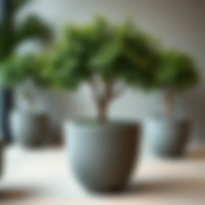 Large Grey Pots for Trees: A Comprehensive Guide Introduction