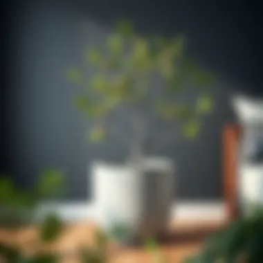 Large Grey Pots for Trees: A Comprehensive Guide Summary