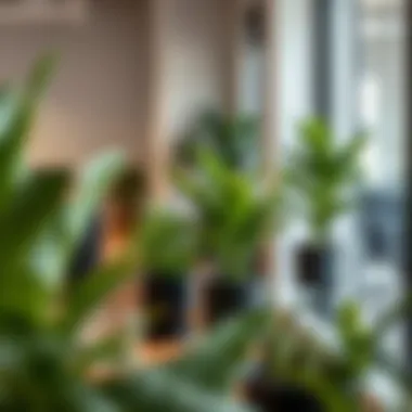 Notable Optimal Choices: Selecting the Right Plants for Your Office Environment Notable Optimal Choices: Selecting the Right Plants for Your Office Environment