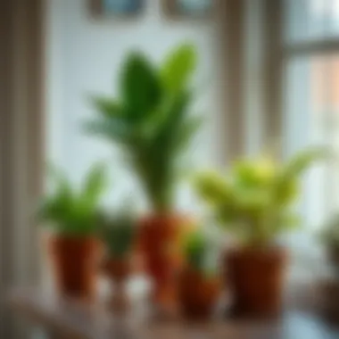 Optimizing Indoor Plant Care: Best Choices for Winter Pots Summary