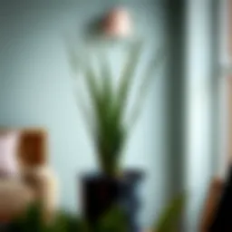 The Comprehensive Guide to Purchasing an Aloe Vera Plant Introduction