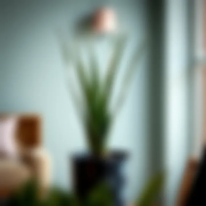 The Comprehensive Guide to Purchasing an Aloe Vera Plant Introduction