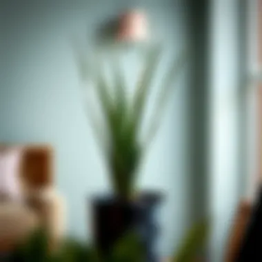 The Comprehensive Guide to Purchasing an Aloe Vera Plant Introduction The Comprehensive Guide to Purchasing an Aloe Vera Plant Introduction