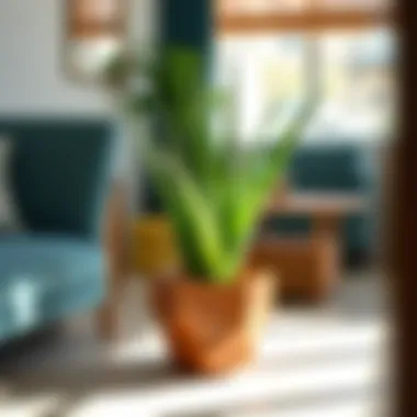 Notable The Comprehensive Guide to Purchasing an Aloe Vera Plant Notable The Comprehensive Guide to Purchasing an Aloe Vera Plant