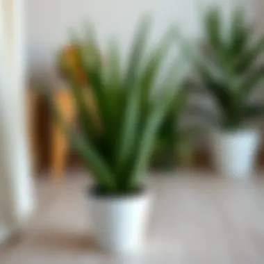 The Comprehensive Guide to Purchasing an Aloe Vera Plant Summary The Comprehensive Guide to Purchasing an Aloe Vera Plant Summary