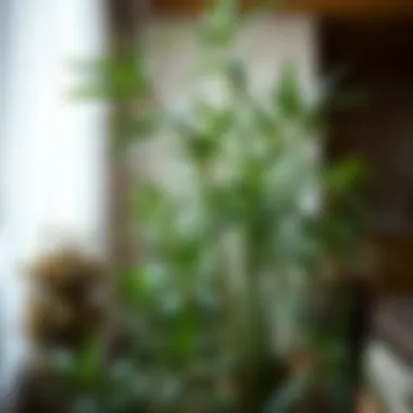 Notable The Significance of Bamboo Plants in Decorative Design Notable The Significance of Bamboo Plants in Decorative Design